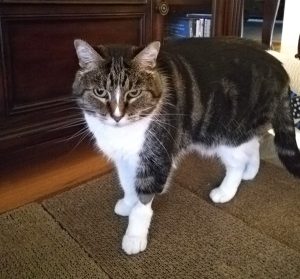 finding a vet in vienna