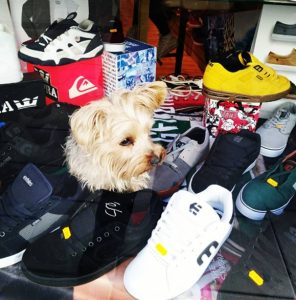 dog in a vienna shop window